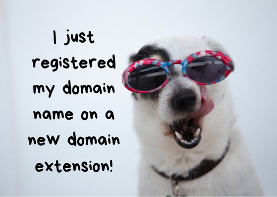 Domain registration tips from a cute dog