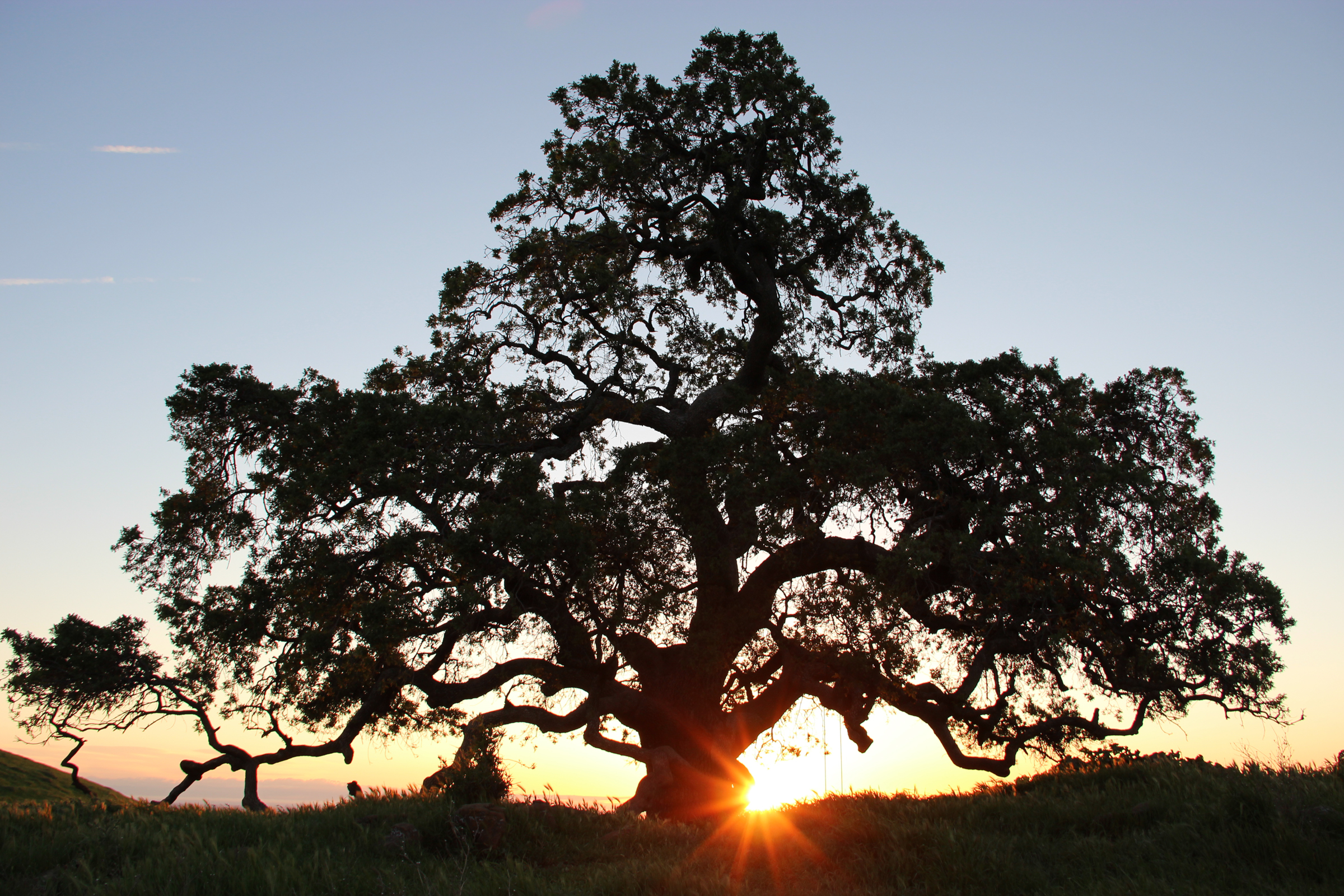 sunrise-sunset-silhouette-tree